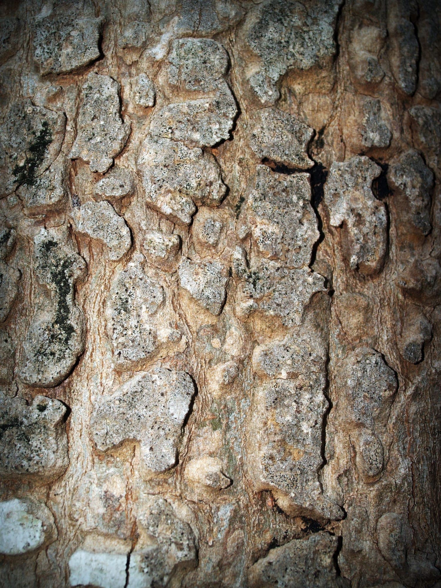 A diamond bridge saw blade cutting a stone slab under water